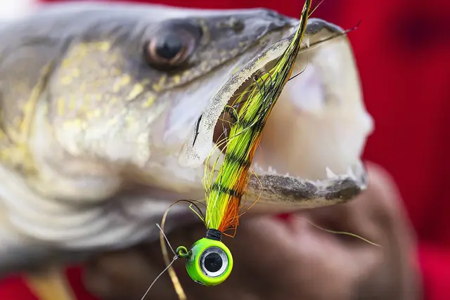 VMC Moontail Jigs Bullhead 10,5gJigghoder Utstyrt Med Bucktail Og Flash 8 VMC Moontail Jigs Bullhead 10,5gJigghoder Utstyrt Med Bucktail Og Flash - Bild 6