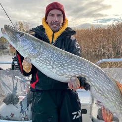 Daiwa Prorex Lazy Shad 20cmRed Tiger -Flugor Butik daiwa lazy shad miljo.640 3