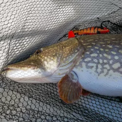 Daiwa Prorex Lazy Shad 16cmMotoroil Burbot UV -Flugor Butik daiwa lazy shad miljo 1.640 1