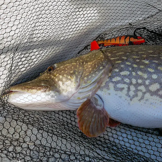 Daiwa Prorex Lazy Shad 16cmHeadlight 6 Daiwa Prorex Lazy Shad 16cmHeadlight - Bild 4